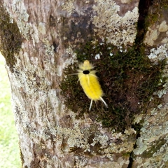 Lophocampa annulosa