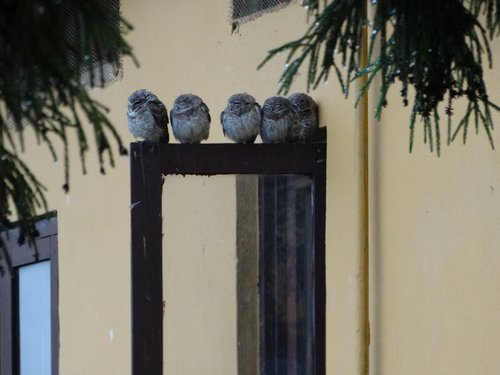 Spotted Owlet (Athene brama)