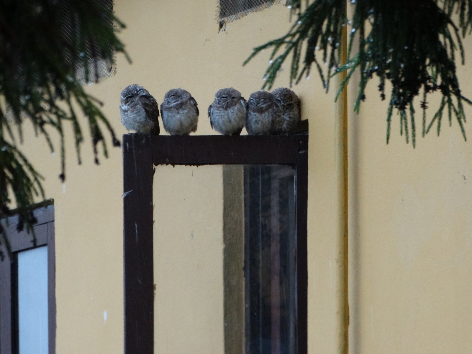 Spotted Owlet illustration