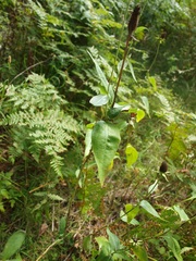 Rudbeckia occidentalis