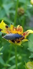 Epicauta atrata