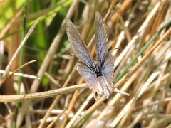 Cupido amyntula