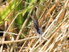 Cupido amyntula