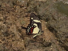 Heraclides torquatus