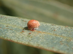 Eriococcus coriaceus