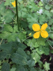 Chelidonium majus