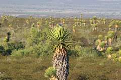 Yucca carnerosana