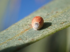 Eriococcus coriaceus