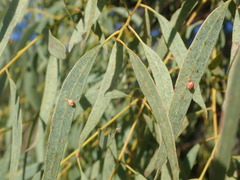 Eriococcus coriaceus