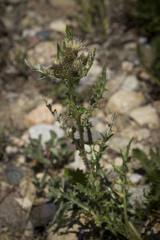Cirsium centaureae