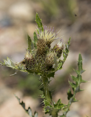Cirsium centaureae
