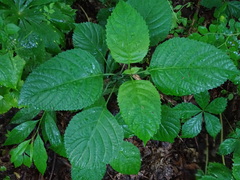 Collinsonia canadensis
