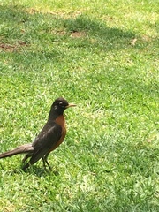 Turdus migratorius
