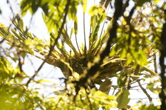 Epidendrum blepharistes