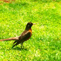 Turdus migratorius