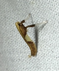 Caloptilia packardella