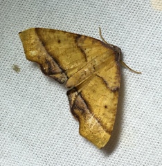 Plagodis phlogosaria