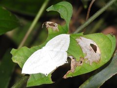 Acropteris ciniferaria