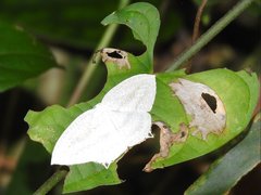 Acropteris ciniferaria