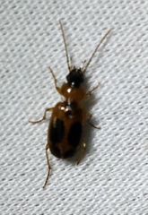 Badister neopulchellus