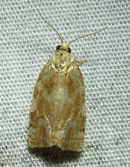 Archips semiferanus