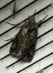 Syngrapha alias