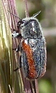 Coleothorpa vittigera