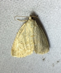 Protodeltote albidula