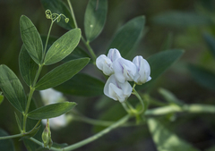 Lathyrus lanszwertii
