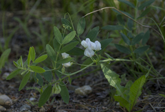 Lathyrus lanszwertii