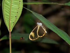 Pteronymia alida alida