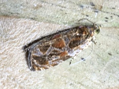 Olethreutes tilianum