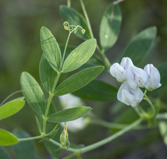 Lathyrus lanszwertii