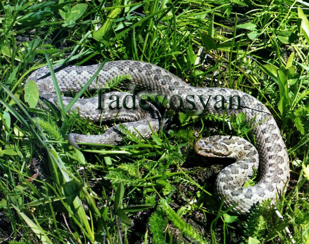 Alburzi Viper