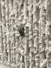 Eudiagogus rosenschoeldi