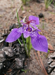 Tigridia durangensis