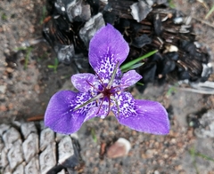 Tigridia durangensis