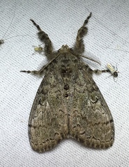 Dasychira vagans
