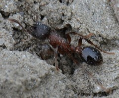Myrmica incompleta