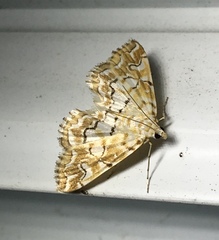 Elophila icciusalis