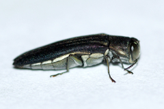 Agrilus bilineatus