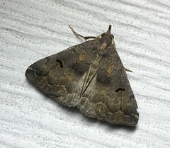 Phalaenostola hanhami