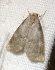 Hyperstrotia pervertens