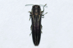 Agrilus bilineatus