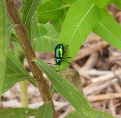 Chrysochus auratus