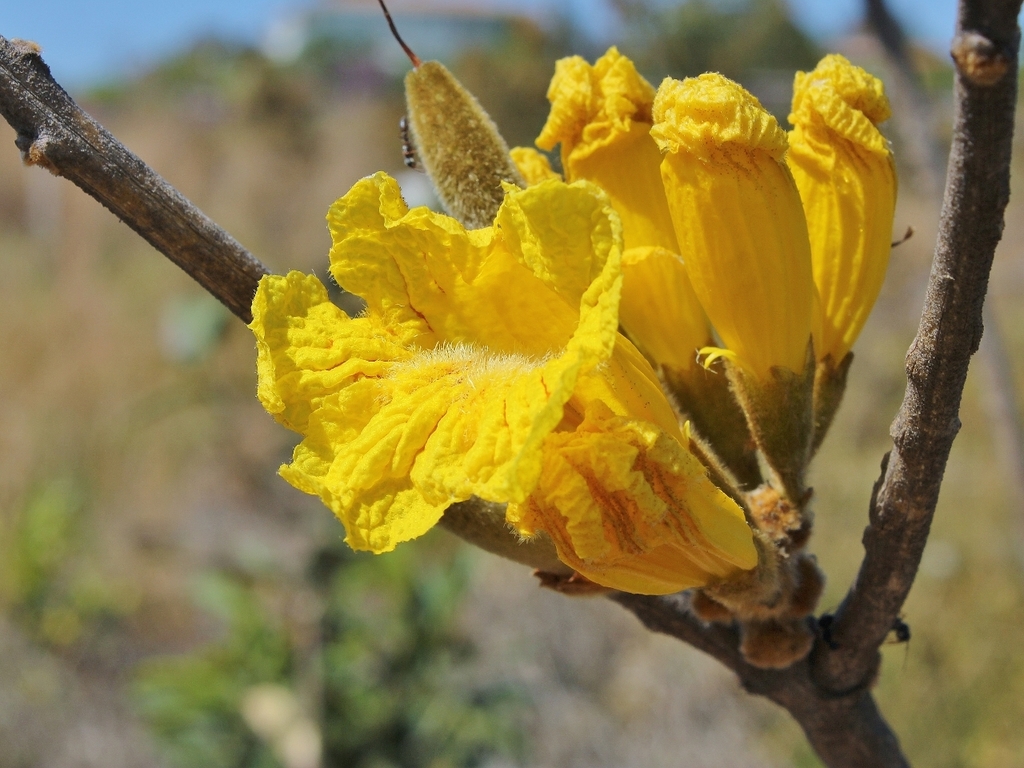 Handroanthus coronatus