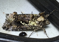 Syngrapha alias