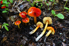 Hygrocybe cuspidata