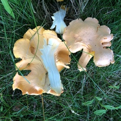 Cantharellus lateritius