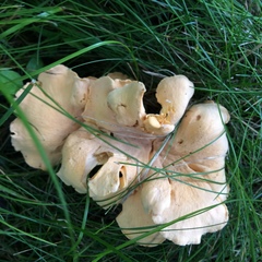 Cantharellus lateritius